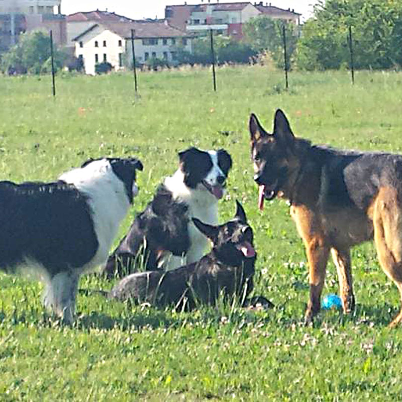 socializzazione-lolacorre-centrocinofilo